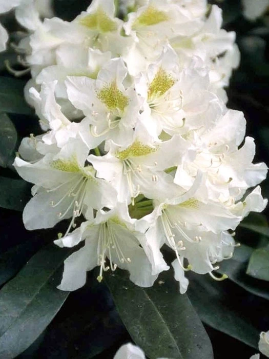 Rhododendron 'Cunningham's White' INKARHO® 1 Rhododendron 'Cunningham's White' INKARHO®