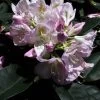 Rhododendron 'Gomer Waterer' INKARHO®