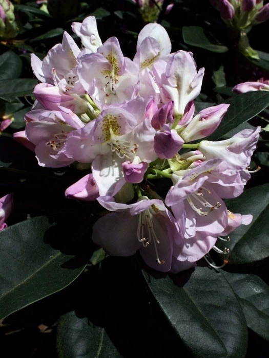 Rhododendron 'Gomer Waterer' INKARHO® 1 Rhododendron 'Gomer Waterer' INKARHO®