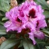 Rhododendron 'Kabarett'