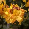 Rhododendron Luteum 'Klondyke', Sommergrüne Japanische Gartenazalee