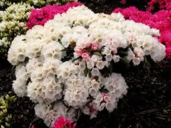 Rhododendron Koichiro Wada