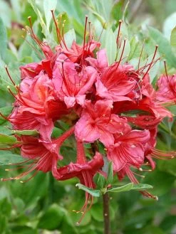 Rhododendron Viscosum 'Millenium', Sommergrüne Japanische Gartenazalee