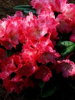 Rhododendron Yakushimanum 'Morgenrot'