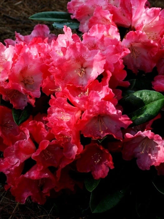 Rhododendron Yakushimanum 'Morgenrot' 1 Rhododendron Yakushimanum 'Morgenrot'
