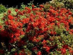 Rhododendron Luteum 'Nabucco' 3 Rhododendron Luteum 'Nabucco' -Gartengrün -Pflanze rhododendron nabucco 1280x1280