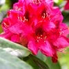 Rhododendron 'Nova Zembla'