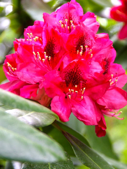 Rhododendron 'Nova Zembla' 1 Rhododendron 'Nova Zembla'