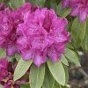 Rhododendron 'Old Port'