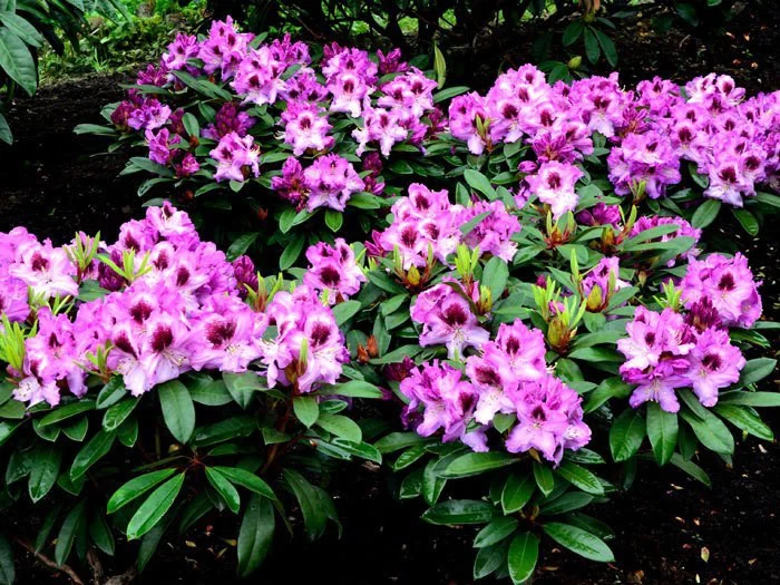 Rhododendron 'Pfauenauge' 2 Rhododendron 'Pfauenauge' – Bild 2