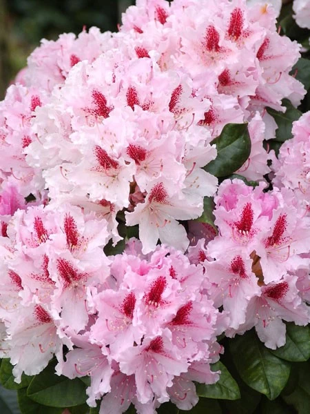 Rhododendron 'Progres' 1 Rhododendron 'Progres'