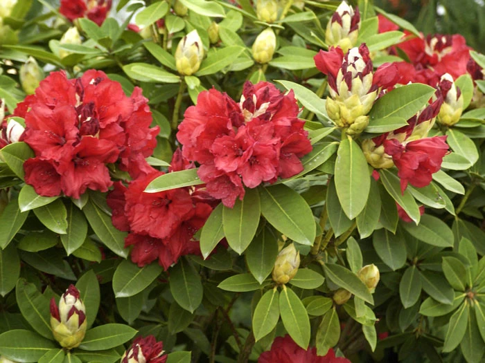 Rhododendron 'Red Jack' 2 Rhododendron 'Red Jack' – Bild 2
