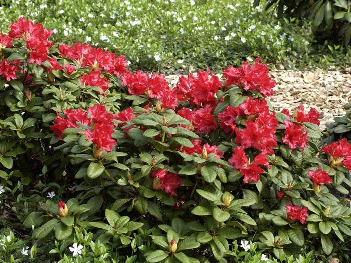 Rhododendron Repens 'Scarlet Wonder' 2 Rhododendron Repens 'Scarlet Wonder' – Bild 2