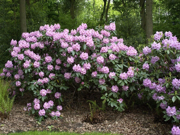 Rhododendron 'Scintillation' 2 Rhododendron 'Scintillation' – Bild 2