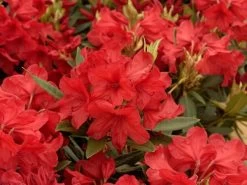Rhododendron 'Vulcane's Fire