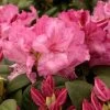 Rhododendron 'Walküre'