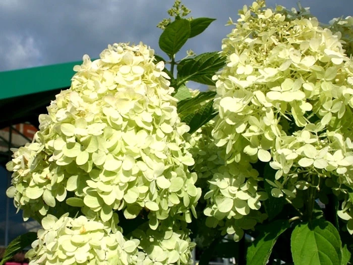 Hydrangea Paniculata 'Limelight'®, Rispen-Hortensie 2 Hydrangea Paniculata 'Limelight'®, Rispen-Hortensie – Bild 2