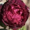 Rose Astrid Gräfin Von Hardenberg ® - Tantau