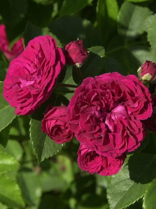 Rose Chevy Chase ® - Paul 1 Rose Chevy Chase ® - Paul