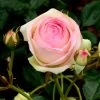Rose Eden Rose 85 ® - Meilland