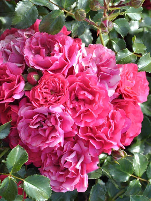 Rosen-Stämmchen Gärtnerfreude®/Toscana® - Kordes 1 Rosen-Stämmchen Gärtnerfreude®/Toscana® - Kordes