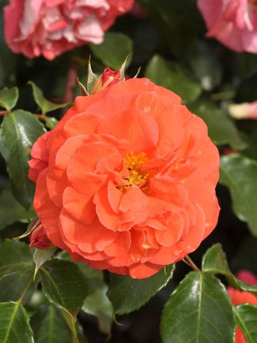 Rosen-Stämmchen Gebrüder Grimm ® - Kordes 1 Rosen-Stämmchen Gebrüder Grimm ® - Kordes