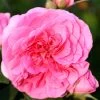 Rose Gertrude Jekyll ® - Austin