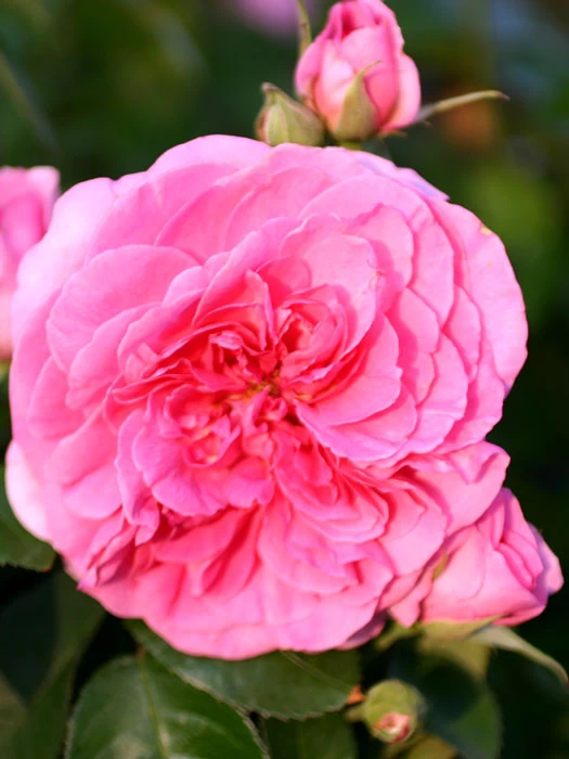 Rose Gertrude Jekyll ® - Austin 1 Rose Gertrude Jekyll ® - Austin
