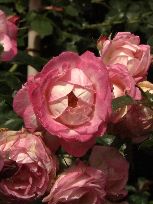 Rose Harlekin ® - Kordes 1 Rose Harlekin ® - Kordes