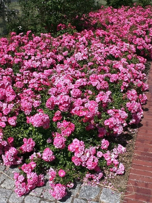 Rose Heidetraum ® Noack 1 Rose Heidetraum ® Noack