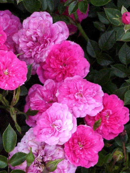 Rosen-Stämmchen Knirps ® Kordes 1 Rosen-Stämmchen Knirps ® Kordes