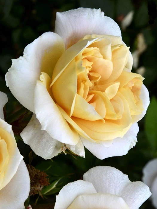 Rosen-Stämmchen Lions-Rose ® - Kordes 1 Rosen-Stämmchen Lions-Rose ® - Kordes