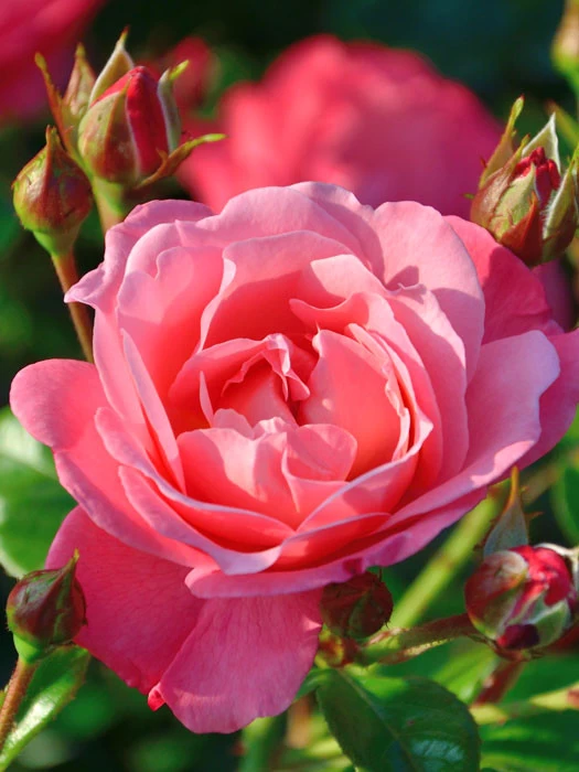 Rose Mein Schöner Garten ® - Kordes 1 Rose Mein Schöner Garten ® - Kordes