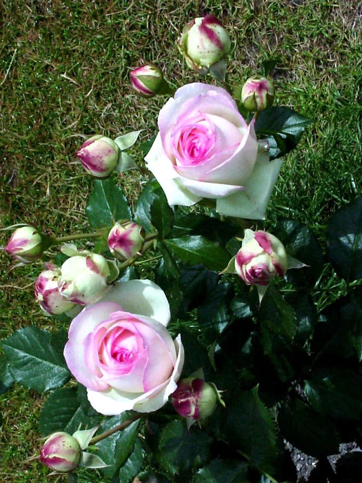 Rose Mini Eden Rose ® - Meilland 1 Rose Mini Eden Rose ® - Meilland