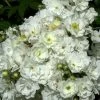 Rose Rambling Rector