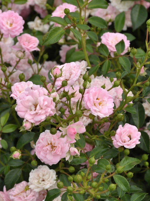 Rosen-Stämmchen The Fairy ® - Ann Bentall 1 Rosen-Stämmchen The Fairy ® - Ann Bentall