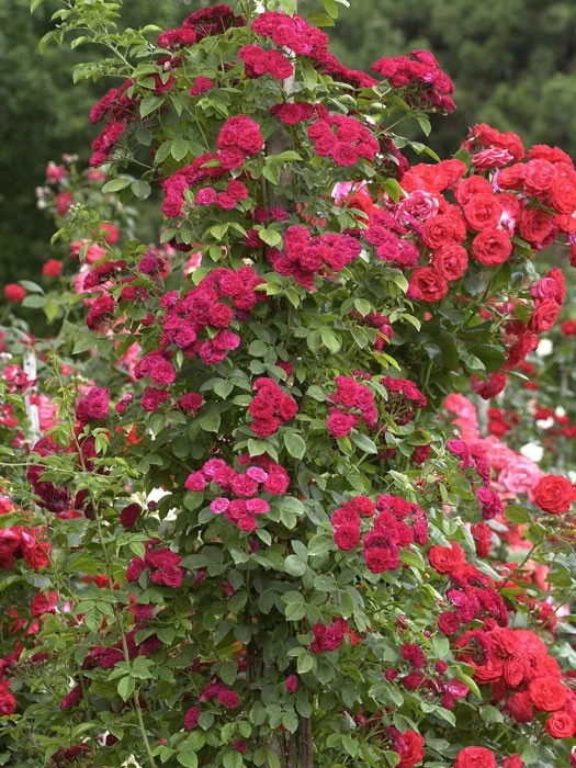 Rose Chevy Chase ® - Paul 2 Rose Chevy Chase ® - Paul – Bild 2