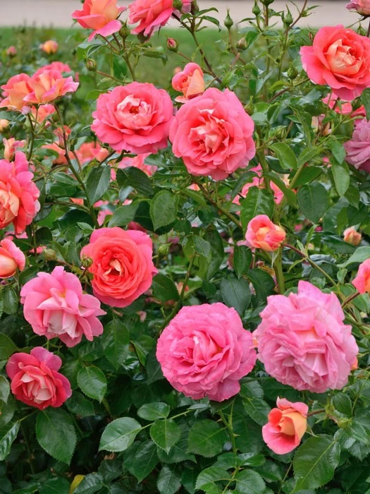 Rose Sommersonne ® - Kordes 2 Rose Sommersonne ® - Kordes – Bild 2