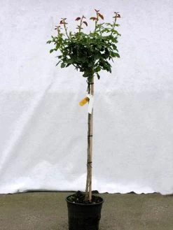 Rosen-Stämmchen Gärtnerfreude®/Toscana® - Kordes 3 Rosen-Stämmchen Gärtnerfreude®/Toscana® - Kordes -Gartengrün -Pflanze rosenstamm gaertnerfreude 1280x1280