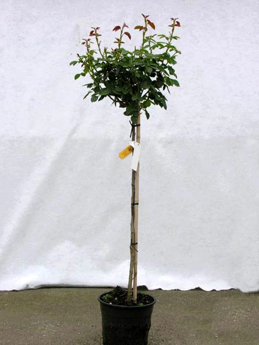 Rosen-Stämmchen The Fairy ® - Ann Bentall 2 Rosen-Stämmchen The Fairy ® - Ann Bentall – Bild 2