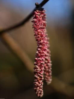Corylus Avellana 'Red Majestic', Rotblättriger Korkenzieherhasel -Gartengrün -Pflanze rote korkenzieherhasel 1280x1280