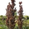Fagus Sylvatica 'Rohan Obelisk', Rote Säulenbuche