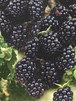 Brombeere 'Lubera® Kiowa' (S) 1 Brombeere 'Lubera® Kiowa' (S)