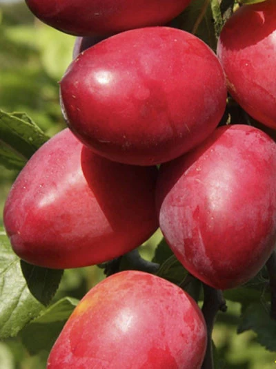 Säulenmirabelle 'Ruby' 1 Säulenmirabelle 'Ruby'