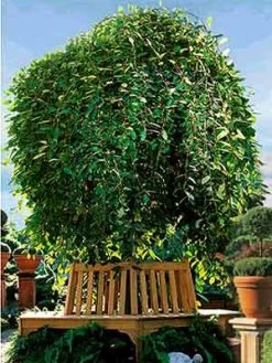 Salix Caprea Pendula, Hängende Kätzchenweide -Gartengrün -Pflanze s caprea pendula j4 1280x1280