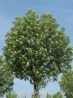 Sorbus Thuringiaca 'Fastigiata', Thüringische Säulen-Eberesche - Hochstamm