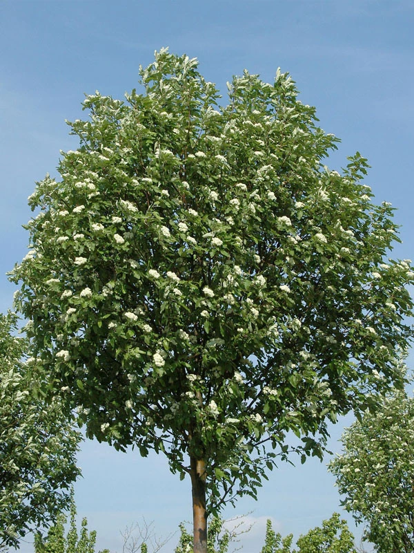 Sorbus Thuringiaca 'Fastigiata', Thüringische Säulen-Eberesche - Hochstamm 1 Sorbus Thuringiaca 'Fastigiata', Thüringische Säulen-Eberesche - Hochstamm
