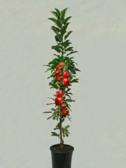 Säulenapfel 'Rondo' ®, Malus Domestica 'Rondo' 5 Säulenapfel 'Rondo' ®, Malus Domestica 'Rondo' -Gartengrün -Pflanze saeulenapfel rondo 1280x1280