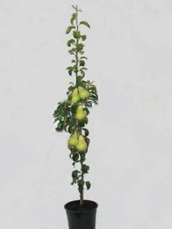 Säulenbirne 'Condo', Pyrus Communis 'Condo'