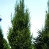 Carpinus Betulus 'Fastigiata', Säulenhainbuche